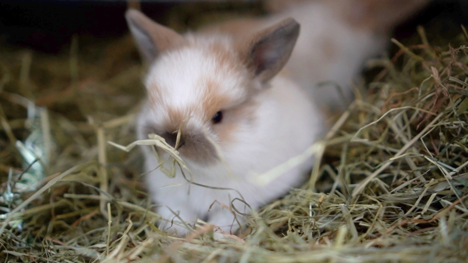 ホーランドロップ　20190802