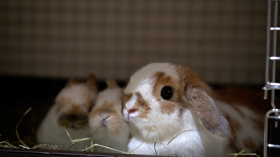 ホーランドロップの親子