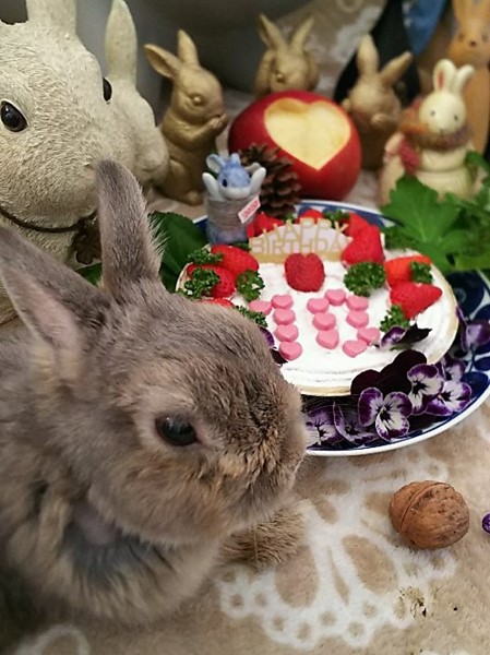 10歳おめでとう Rabbits ラビッツ うさぎ専門店ブリーダー大阪
